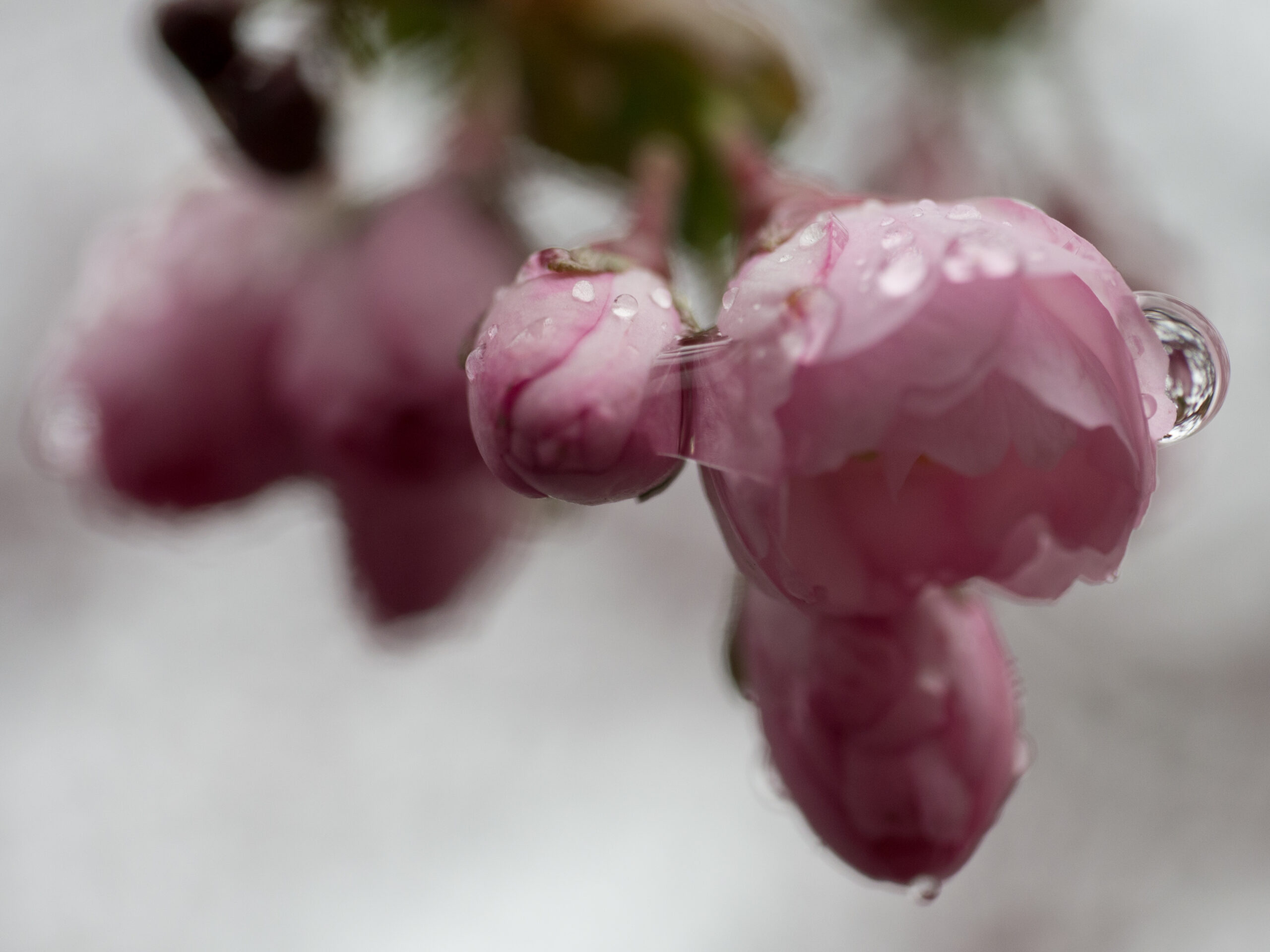 Stockholms körsbärsträd blommar i Kungsträdgården